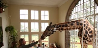 Neste hotel quem o acorda são as girafas