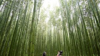 Japão: Um destino tão completo onde a dificuldade é fazer o itinerário
