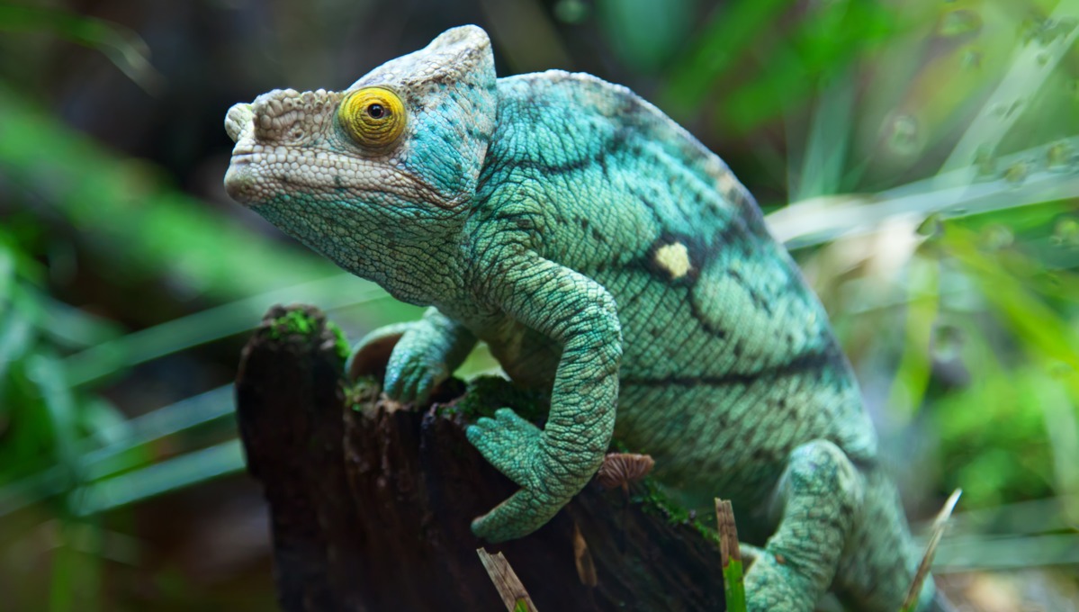 28727-green-chameleon-madagascar