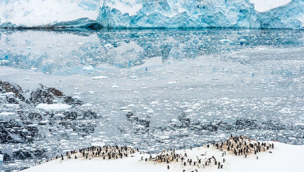 28728-penguins-neko-harbour-antarctica