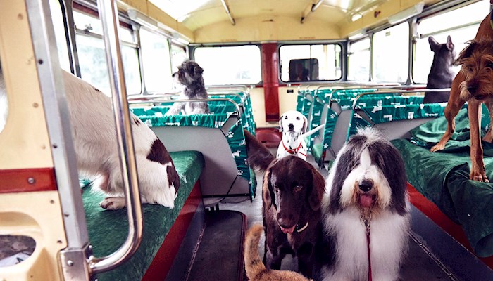dogs-on-a-bus-1600×900-img_0336