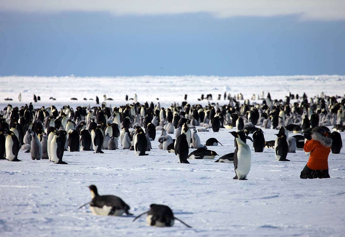 5-the-penguins-are-totally-unafraid-and-so-come-very-close11
