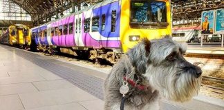 Cães grandes podem viajar no metro de Paris desde que paguem bilhete