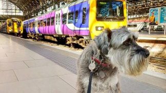 Cães grandes podem viajar no metro de Paris desde que paguem bilhete