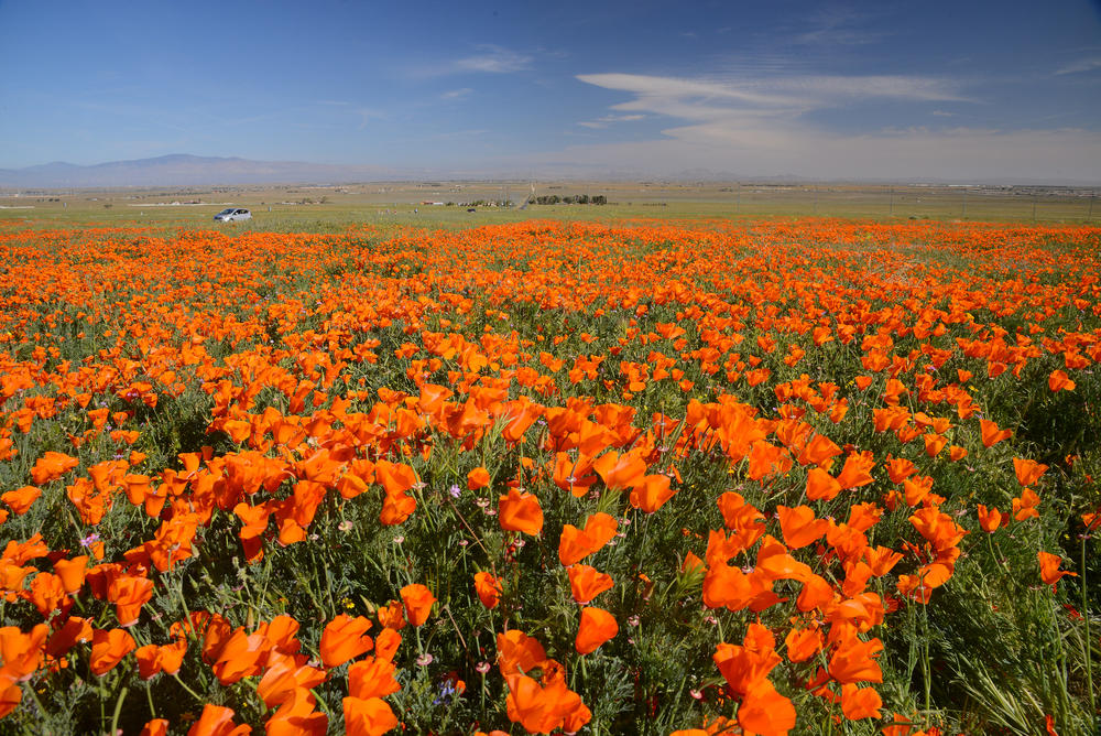 Antelope Valley California Poppy2