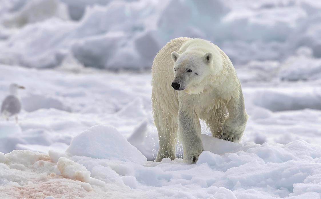 Polar Bear – Hinlopen-373