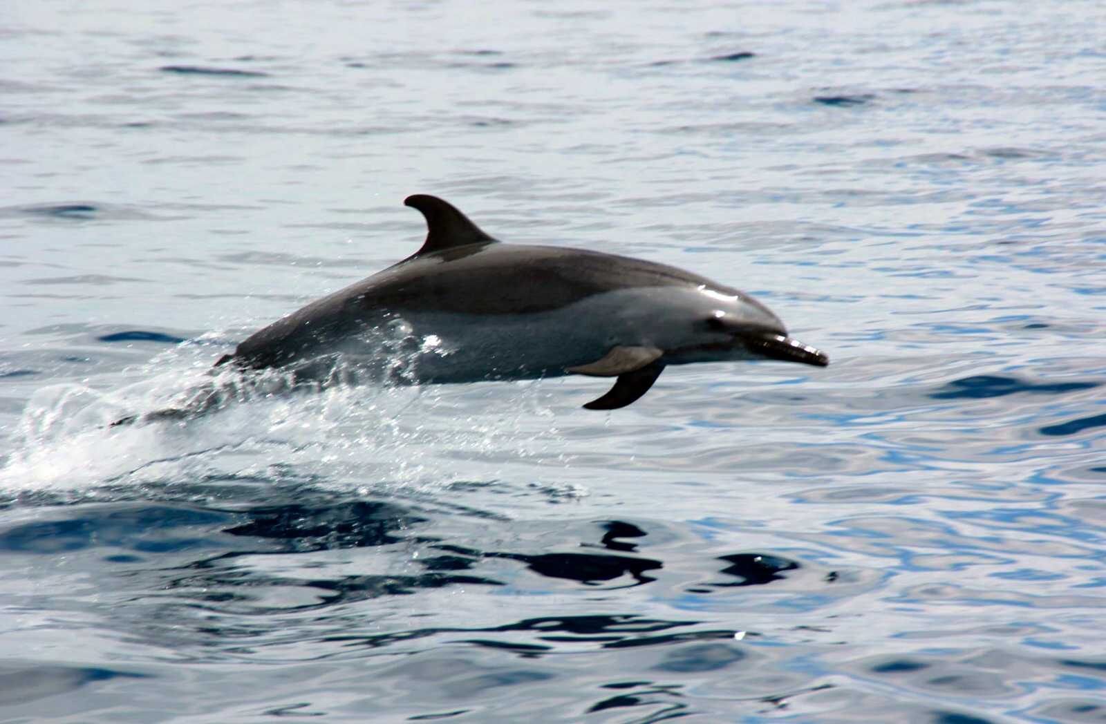 dolphinwatchingrobynsim