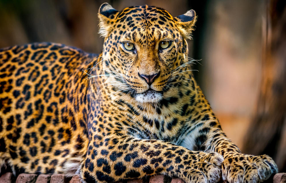 20. Leopardo
