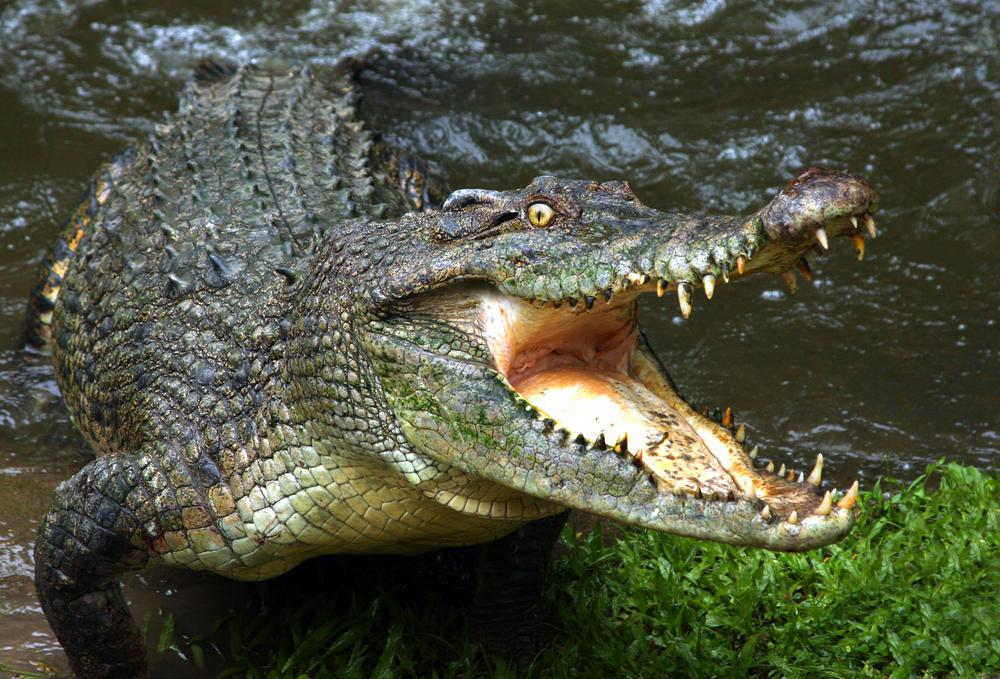 33. Crocodilo