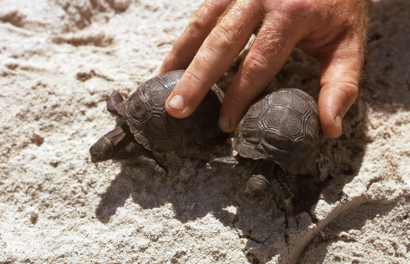 Match box series giant tortoises. Four months old found digging