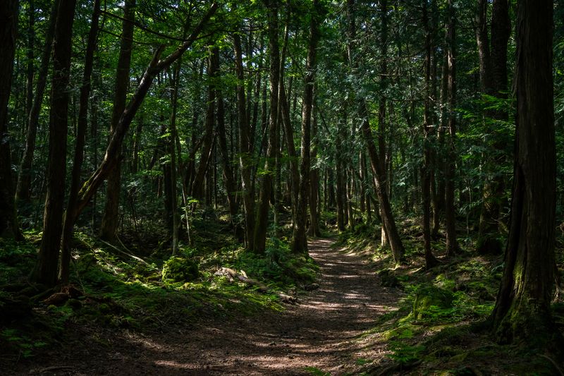 Aokigahara Forest, Japan_destaque_resultado