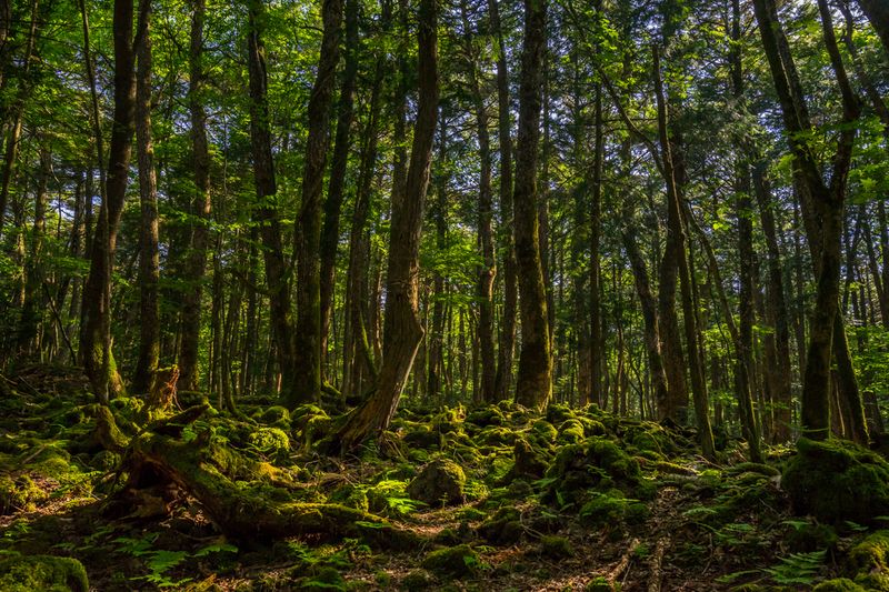 Aokigahara Forest, Japan_resultado