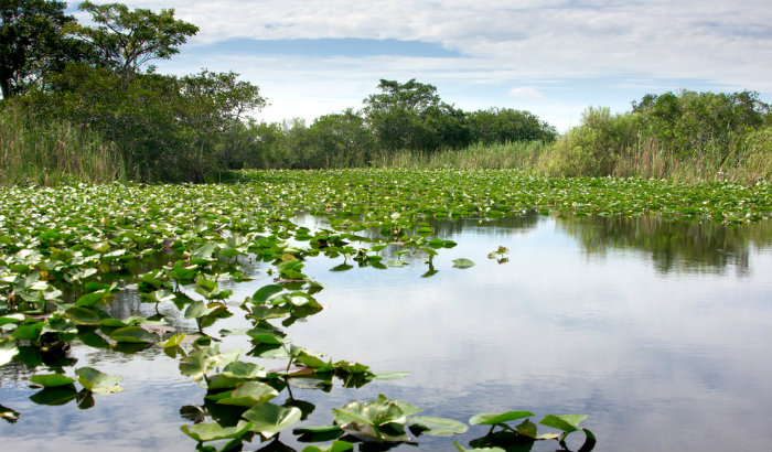 13.-Florida-Everglades