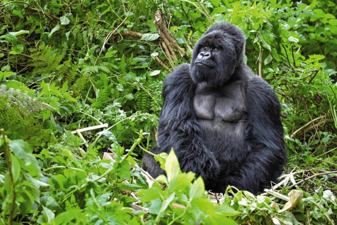 Trekking no Ruanda para observar gorilas no habitat natural