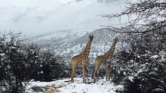 Animais cobertos de branco e em condições extremas após nevão na África do Sul