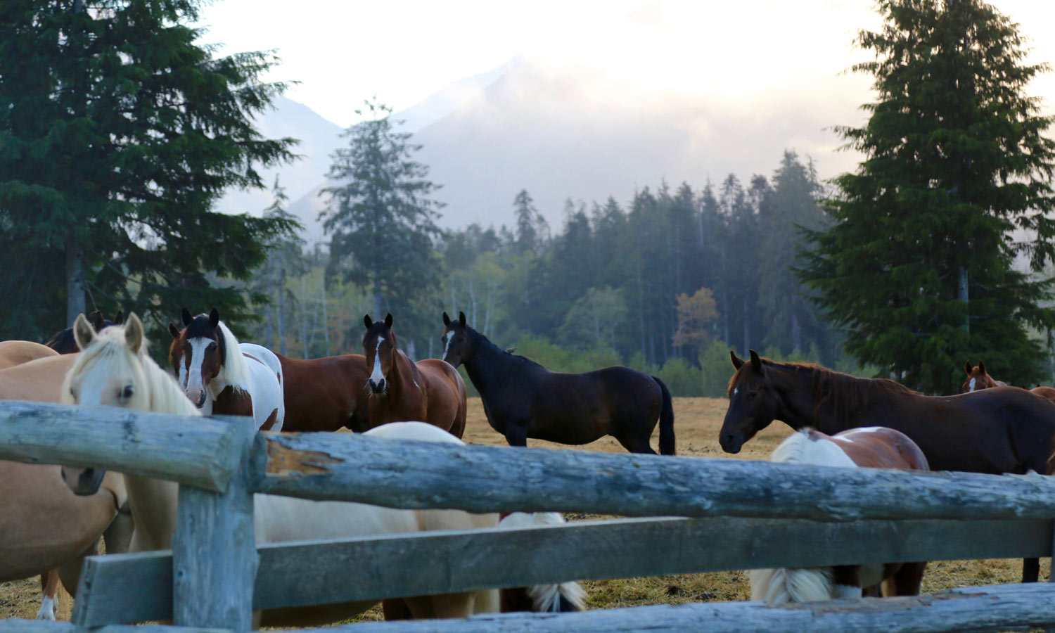 CWR-Horses-in-Paddock-Misty-Morning-3×5