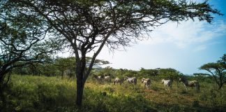 África do Sul: safari fotográfico em busca dos Big Five