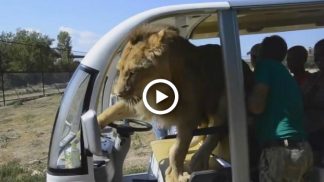 Leão invade carro turístico num safari e o resultado foi inesperado [vídeo]