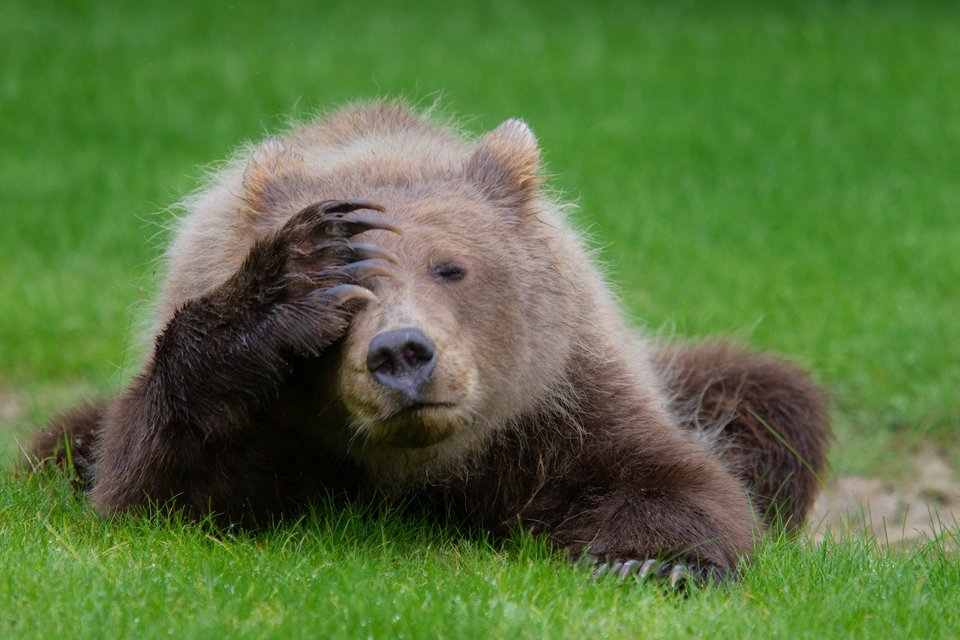 8 Coastal Brown Bear Cub with a headache