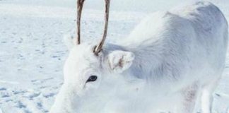 Esta rena branca encontrada na Noruega está a encantar as redes sociais