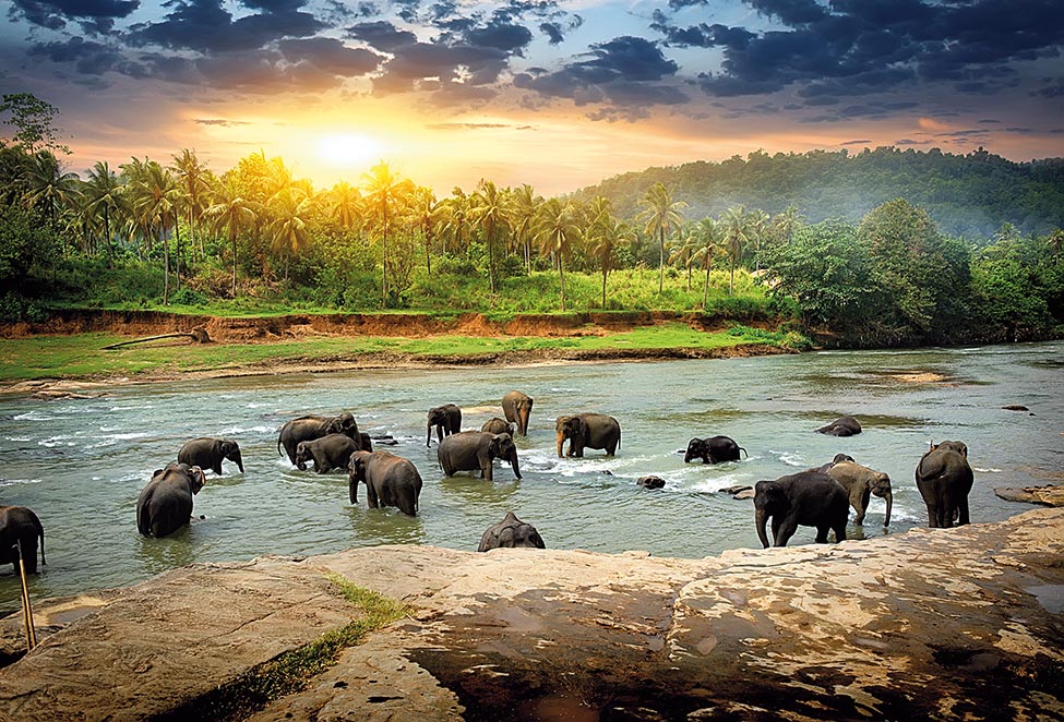 Elephants in jungle