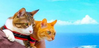 Estes gatos viajantes são um sucesso no Instagram - e as suas fotos são adoráveis