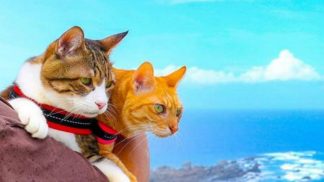Estes gatos viajantes são um sucesso no Instagram - e as suas fotos são adoráveis