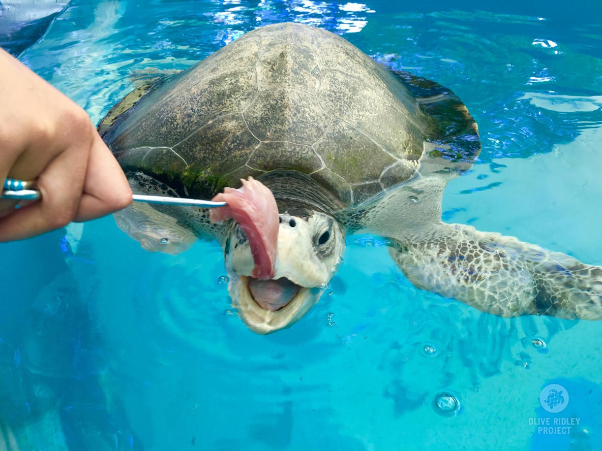 ORP-Rescue-centre-turtle-feeding