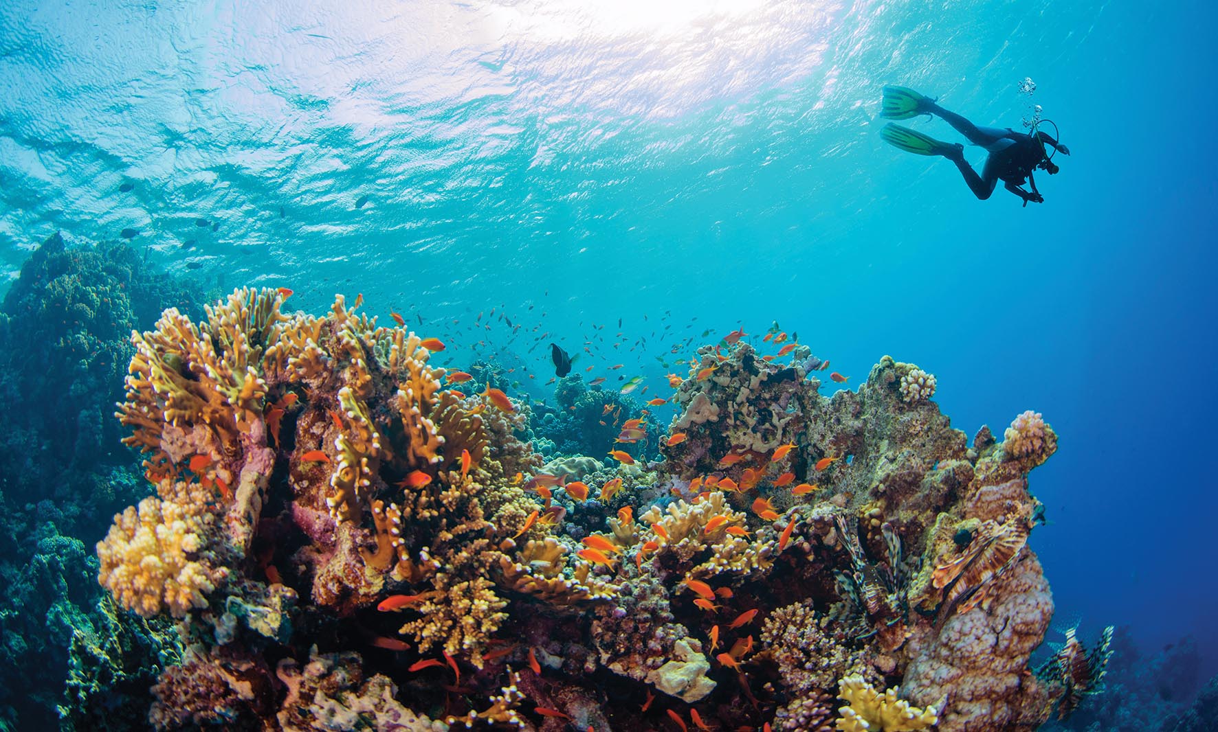 Young man scuba diver exploring coral reef.