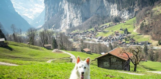 Este cão é um sucesso no Instagram - e tem fotos deslumbrantes na Suíça